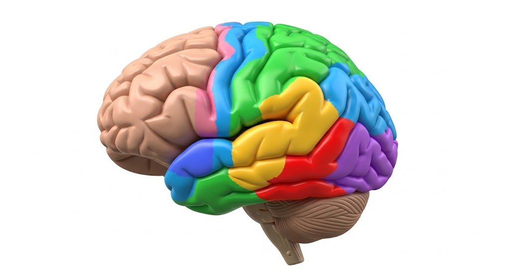 Dra. Erika Tavares, neurologista em Joinville, Jaraguá do Sul, Pomerode, Blumenau, Florianópolis. Saúde cerebral TDAH